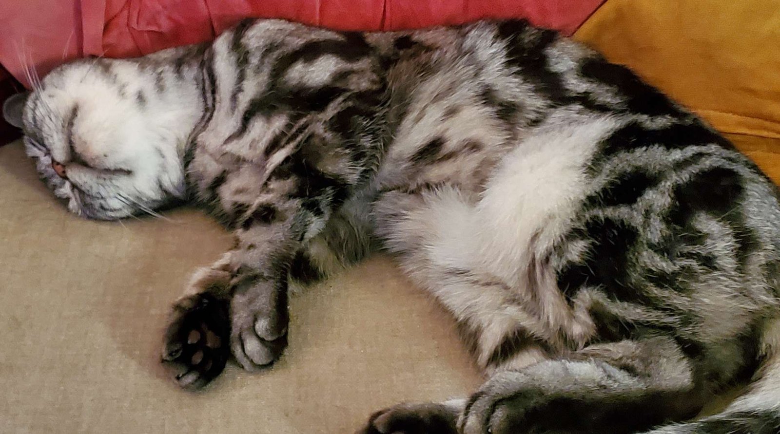 American Shorthair: The Adaptable Friend (image credits: wikimedia)