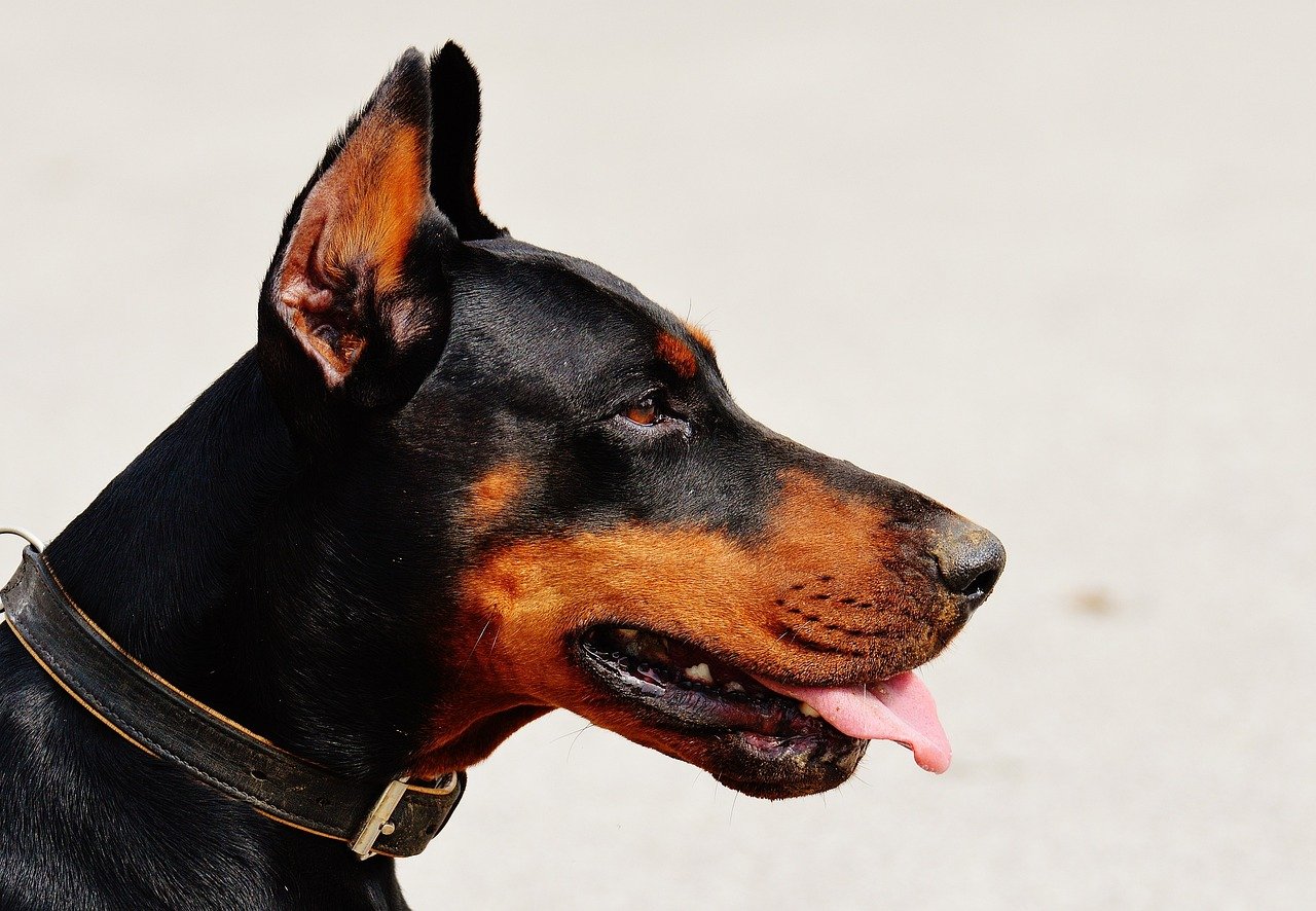 Doberman Pinscher (image credits: pixabay)