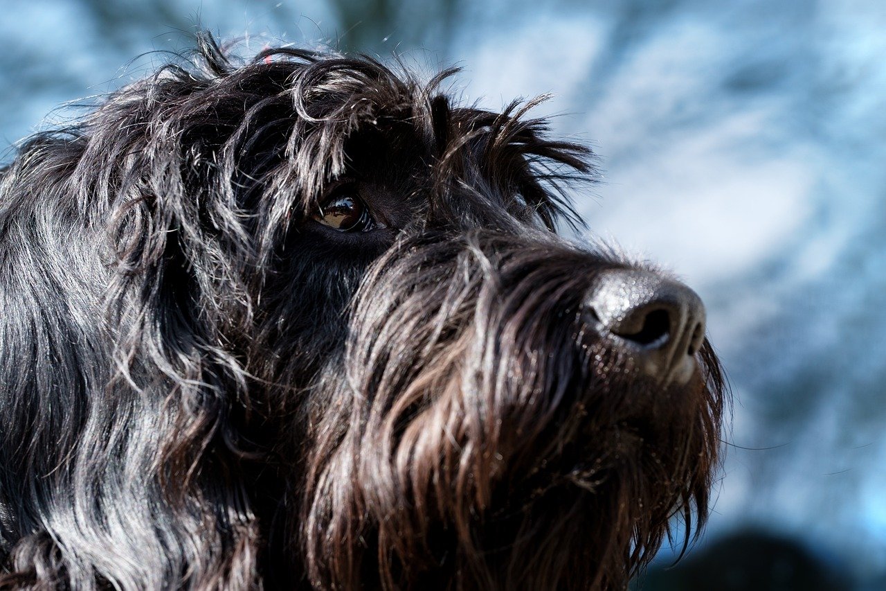 Giant Schnauzer (image credits: pixabay)