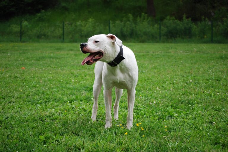 12 Dog Breeds That Require Training to Avoid The Risk of Overprotectiveness