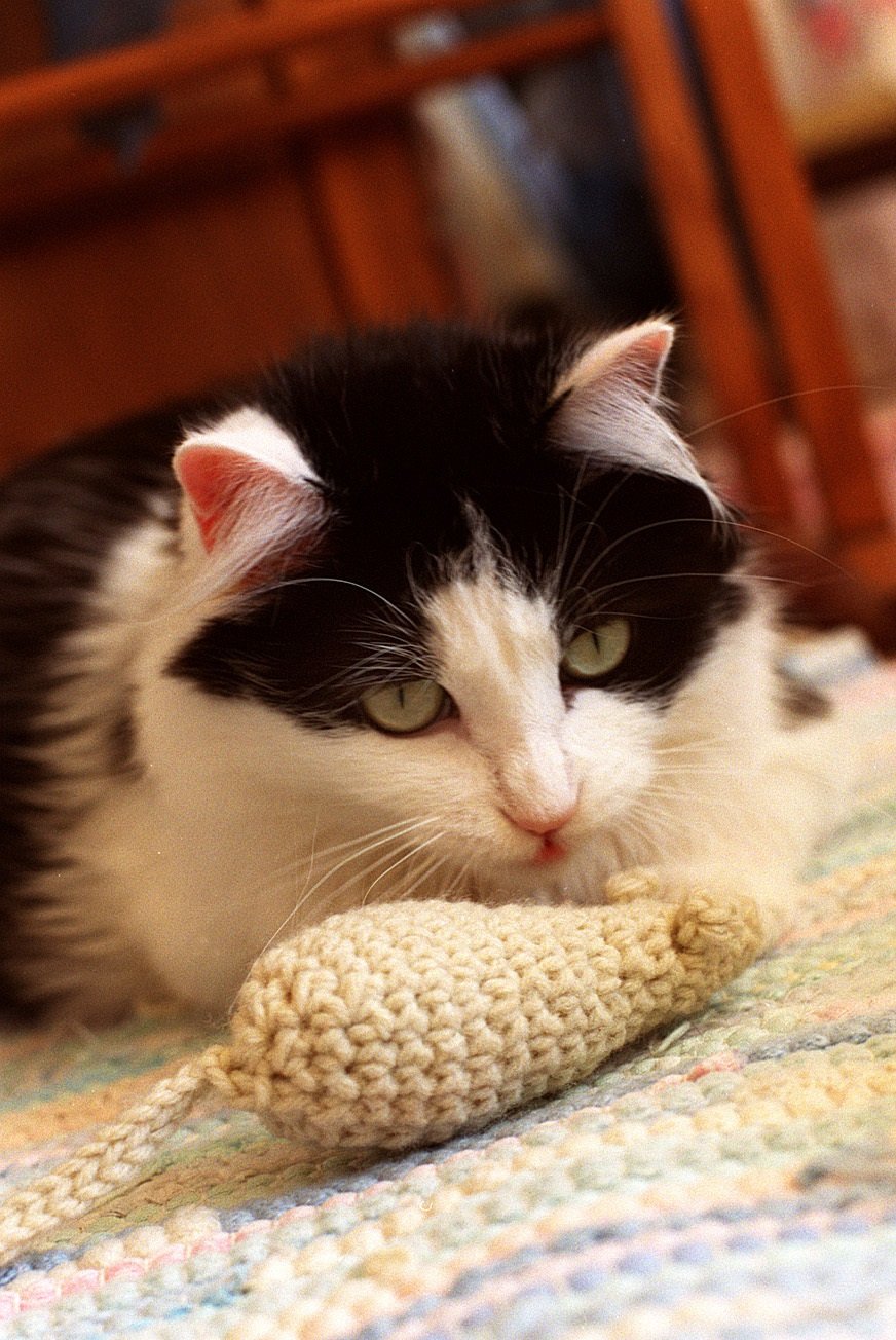 Bringing You “Gifts” (image credits: wikimedia)