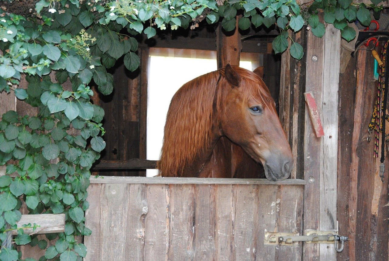 Special Considerations for Shelter and Comfort (image credits: pixabay)