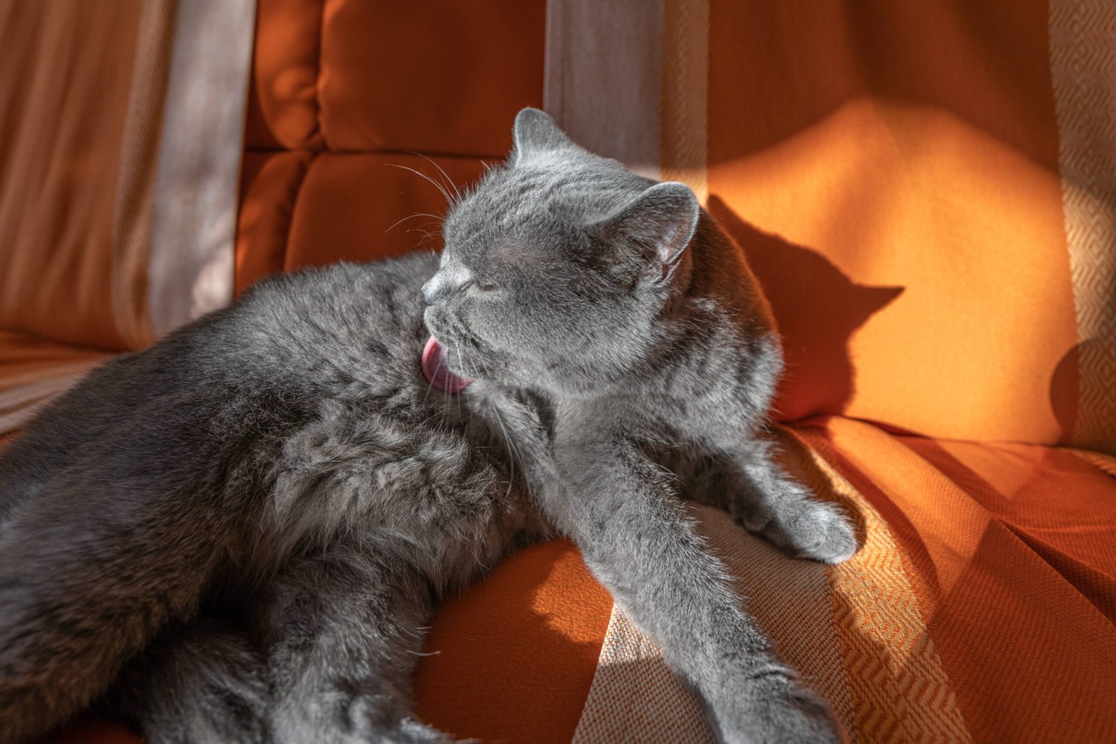 Excessive Licking of the Belly (image credits: wikimedia)