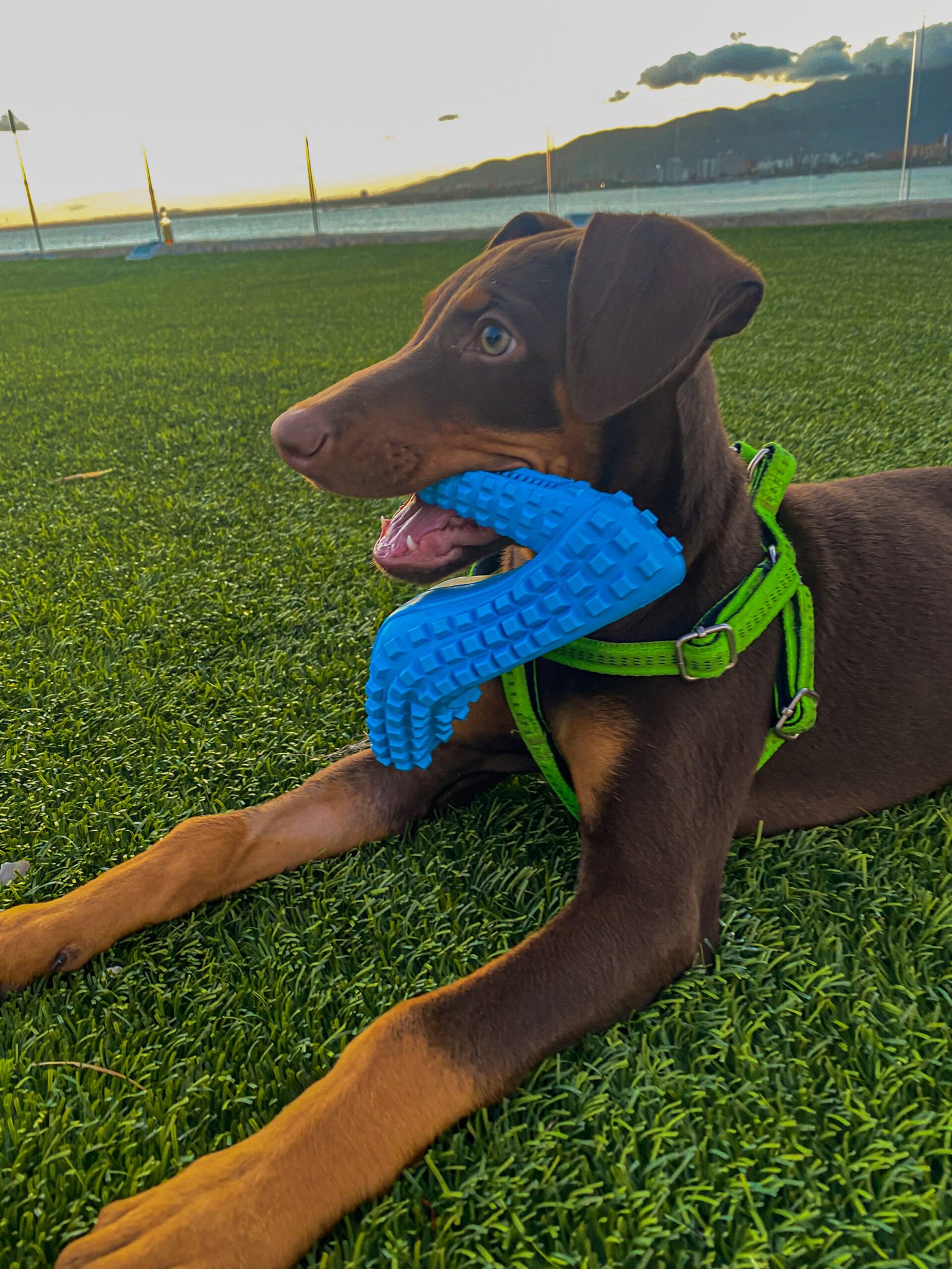 Destructive Behavior at Home (image credits: wikimedia)