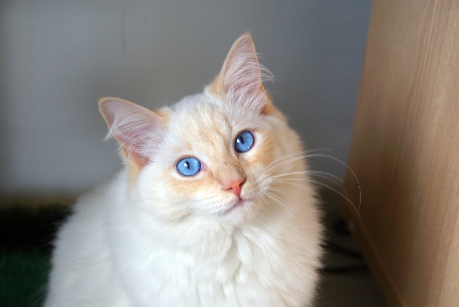 Ragdoll: The Laid-Back Lap Cat (image credits: wikimedia)