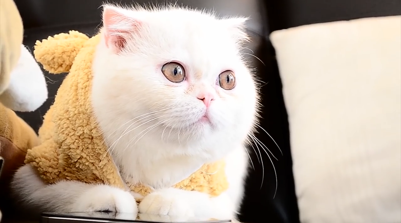 Exotic Shorthair: The Cuddly Clown (image credits: pixabay)