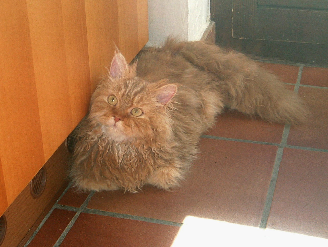 Selkirk Rex: The Gentle Curly-Coated Cuddlebug (image credits: wikimedia)