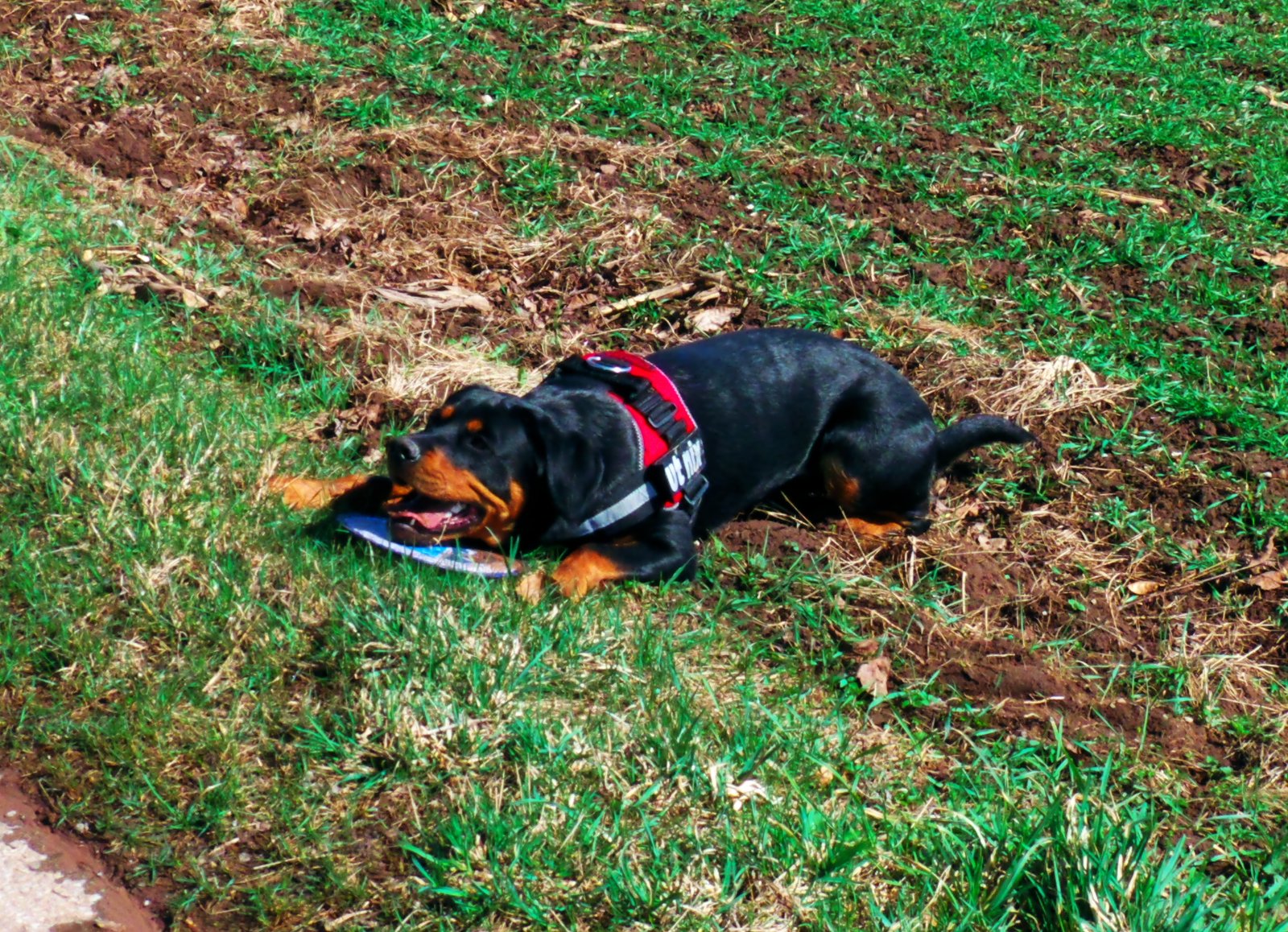 3. Destructive Chewing (image credits: wikimedia)