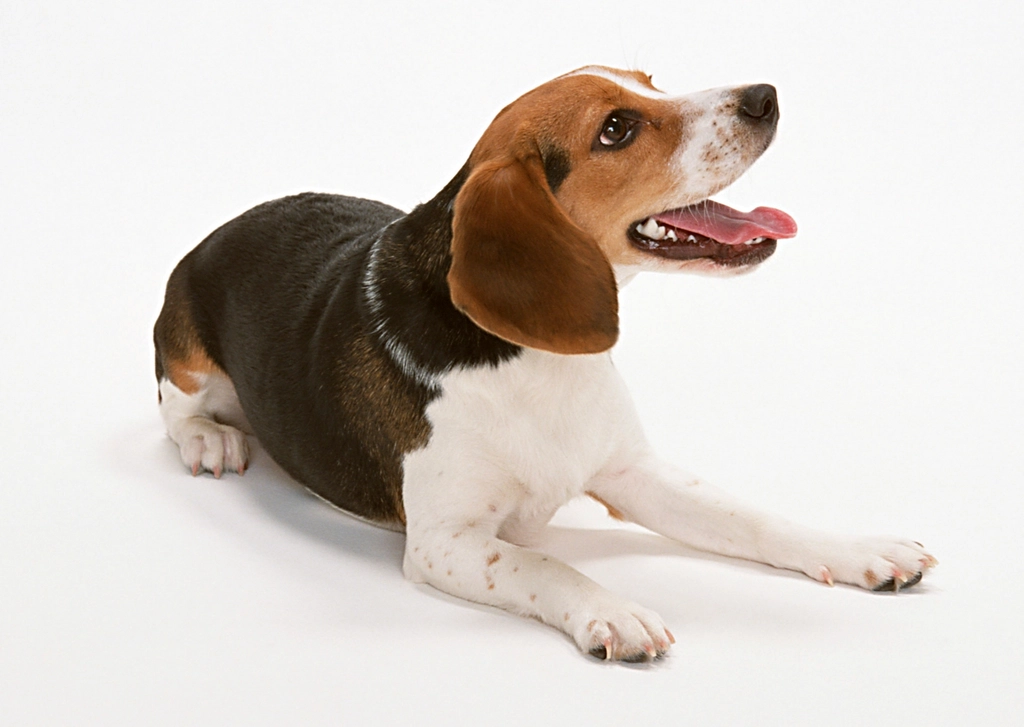 Beagle: The Friendly, Curious Companion (image credits: rawpixel)