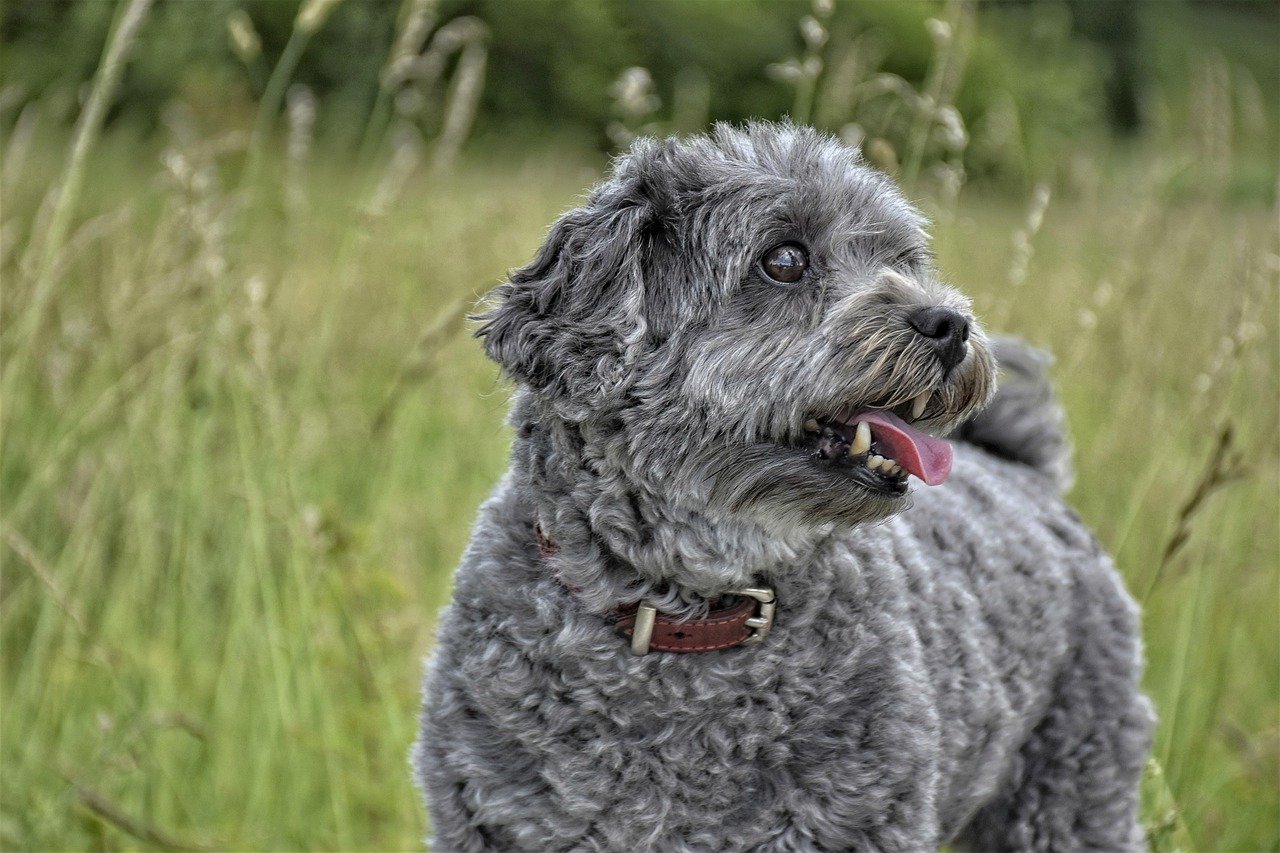 8 Signs Your Dog Is Aging Gracefully and What You Can Do to Help