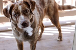 20 Reasons Your Dog Stares Into Your Soul
