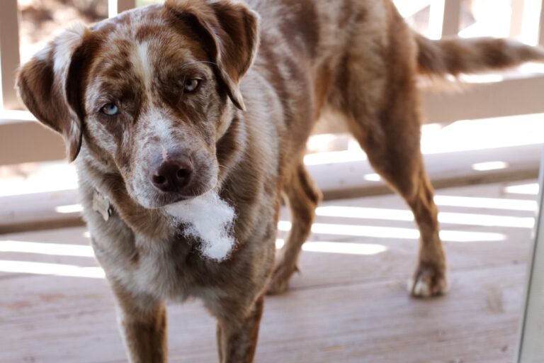 20 Reasons Your Dog Stares Into Your Soul
