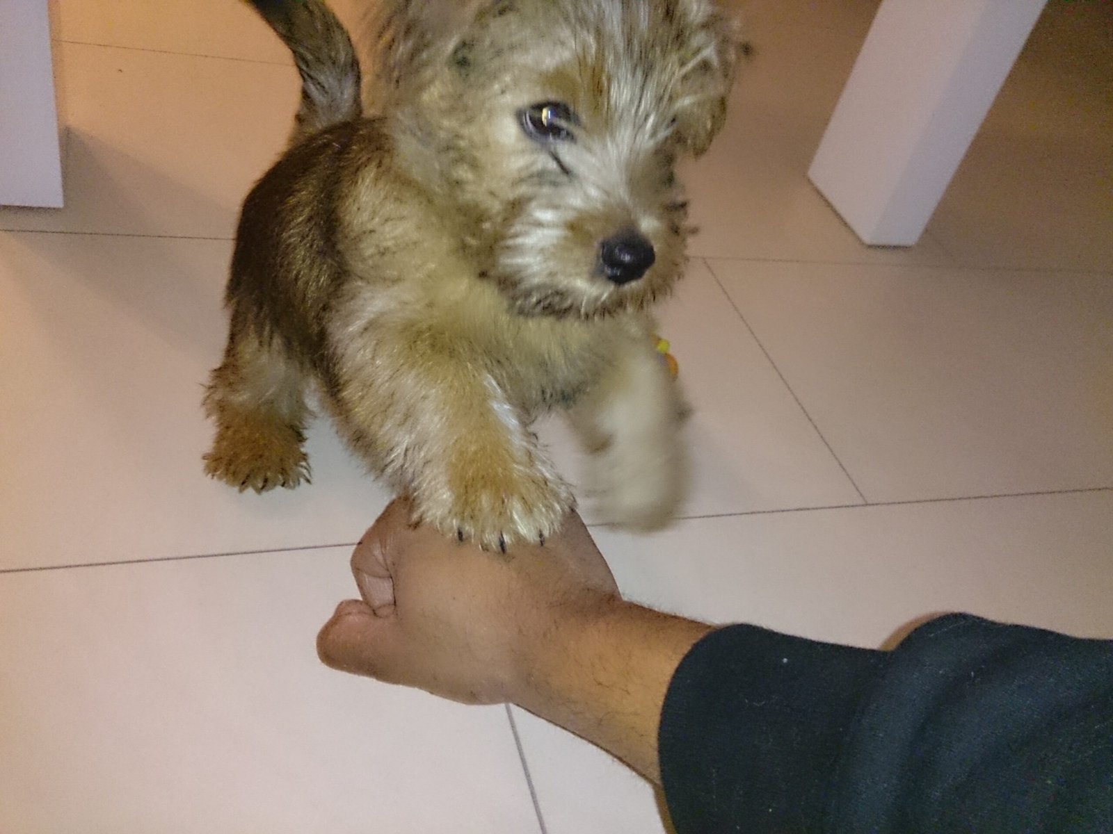 Hidden Meanings Behind How Your Dog Touches You