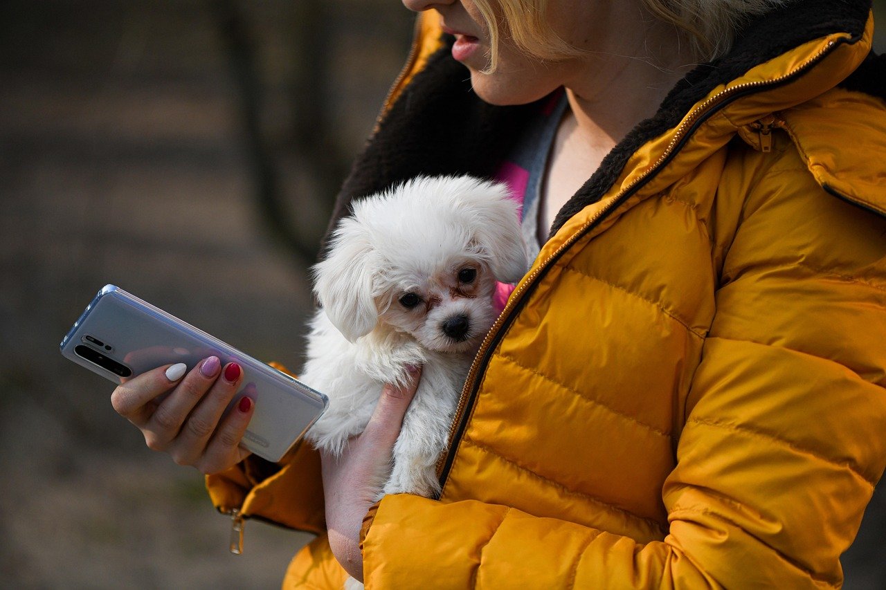 Maltese: Gentle Souls with a Need for Reassurance (image credits: pixabay)