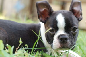 15 Undemanding Dog Breeds Cool With Everything