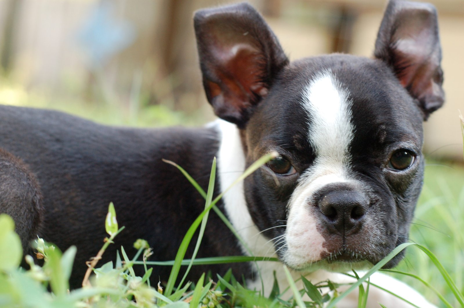 15 Undemanding Dog Breeds Cool With Everything