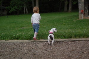 The Most Common Training Error That Sets Dogs Up for Anxiety