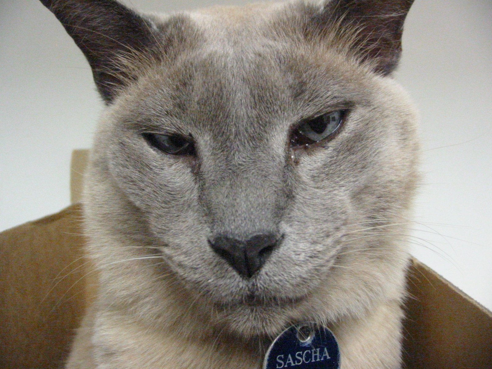Tonkinese: The Playful People-Lover (image credits: wikimedia)