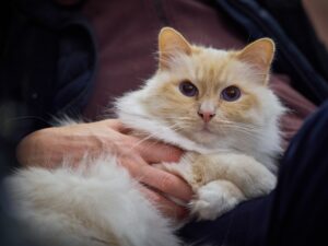 8 Cat Breeds that Bond Instantly with Humans