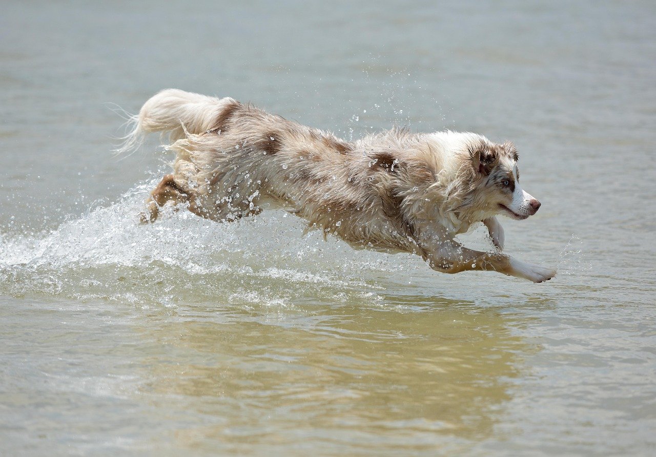 Australian Shepherd: The Energetic Genius (image credits: pixabay)