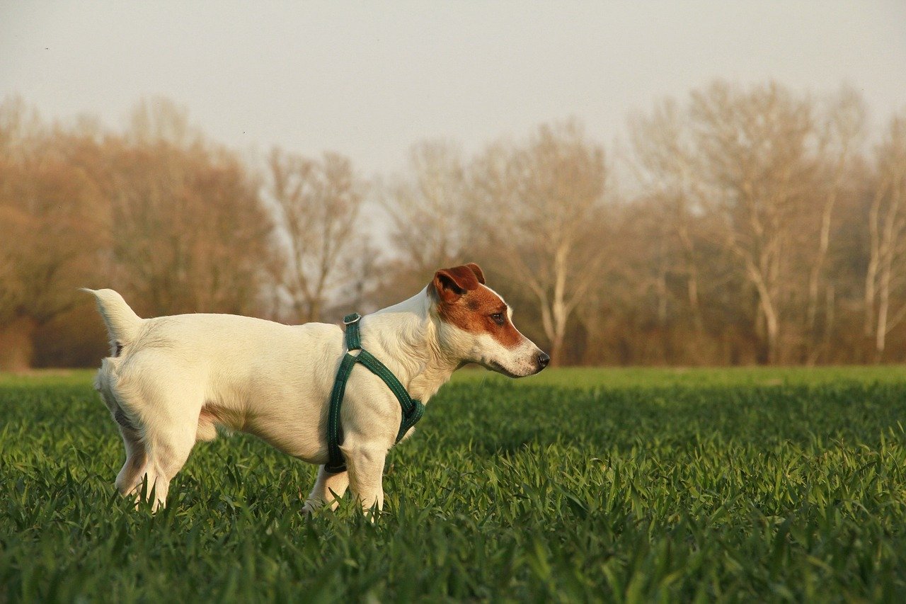 Jack Russell Terrier: The Tiny Tornado (image credits: pixabay)