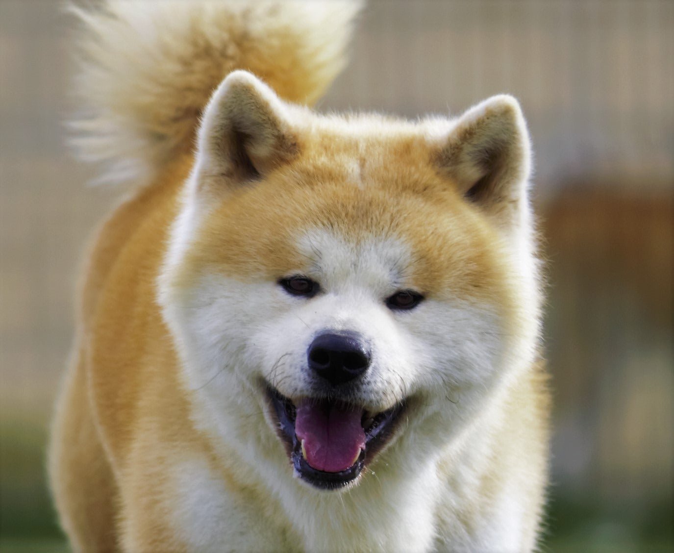 Akita: The Loyal Guardian (image credits: wikimedia)