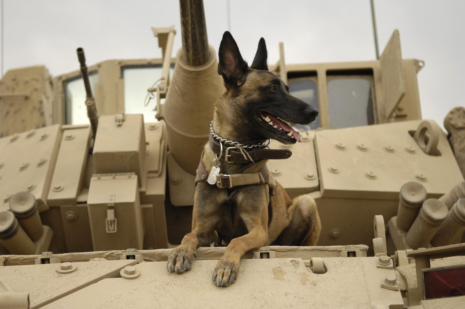 Belgian Malinois: The Tireless Protector (image credits: wikimedia)