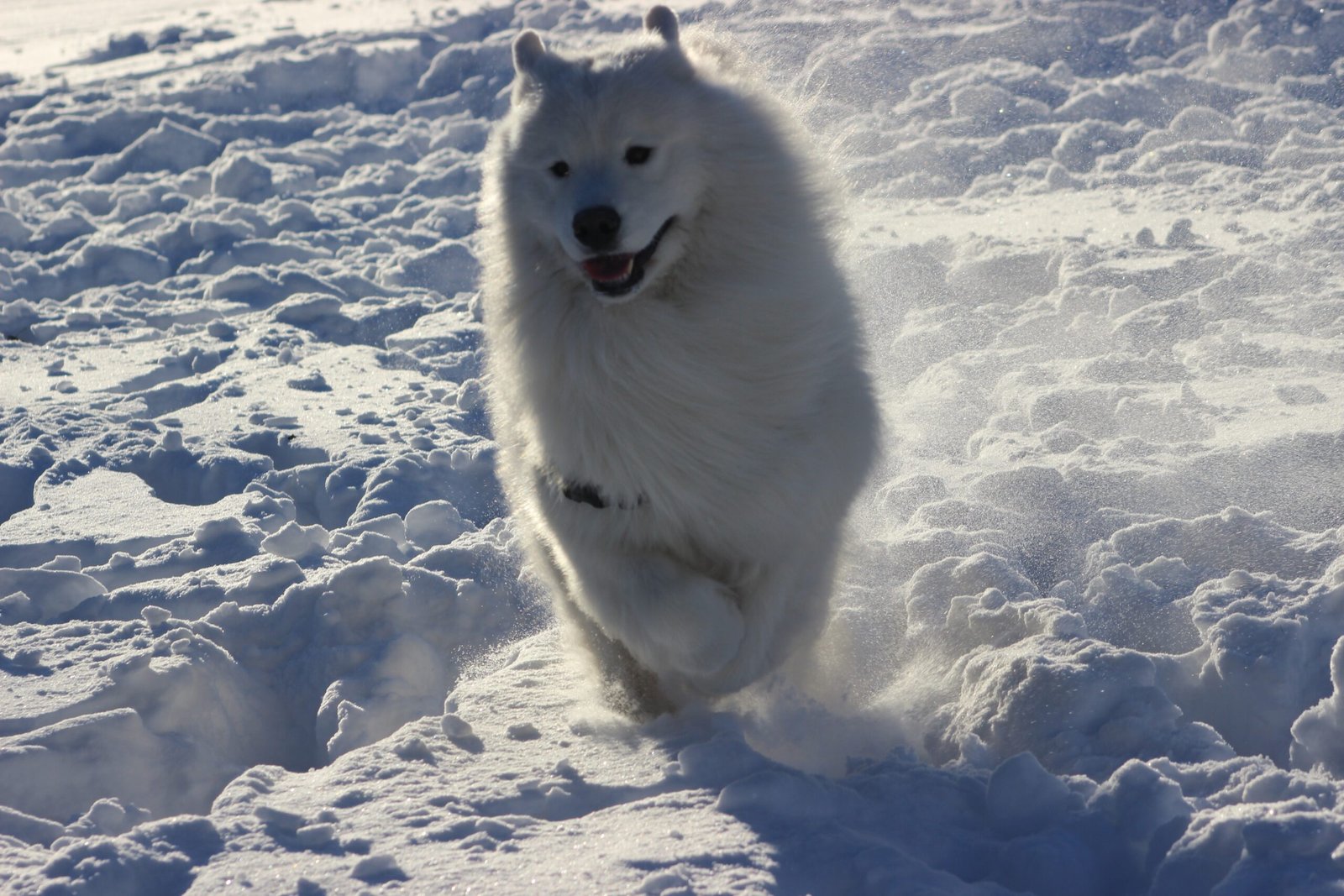 Samoyed: The Smiling Snowball (image credits: wikimedia)