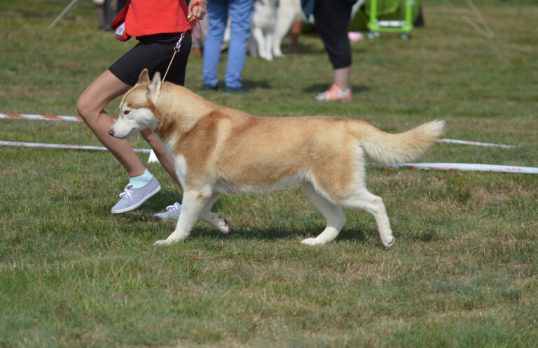 15 Dog Breeds That Look Adorable But Need Total Commitment