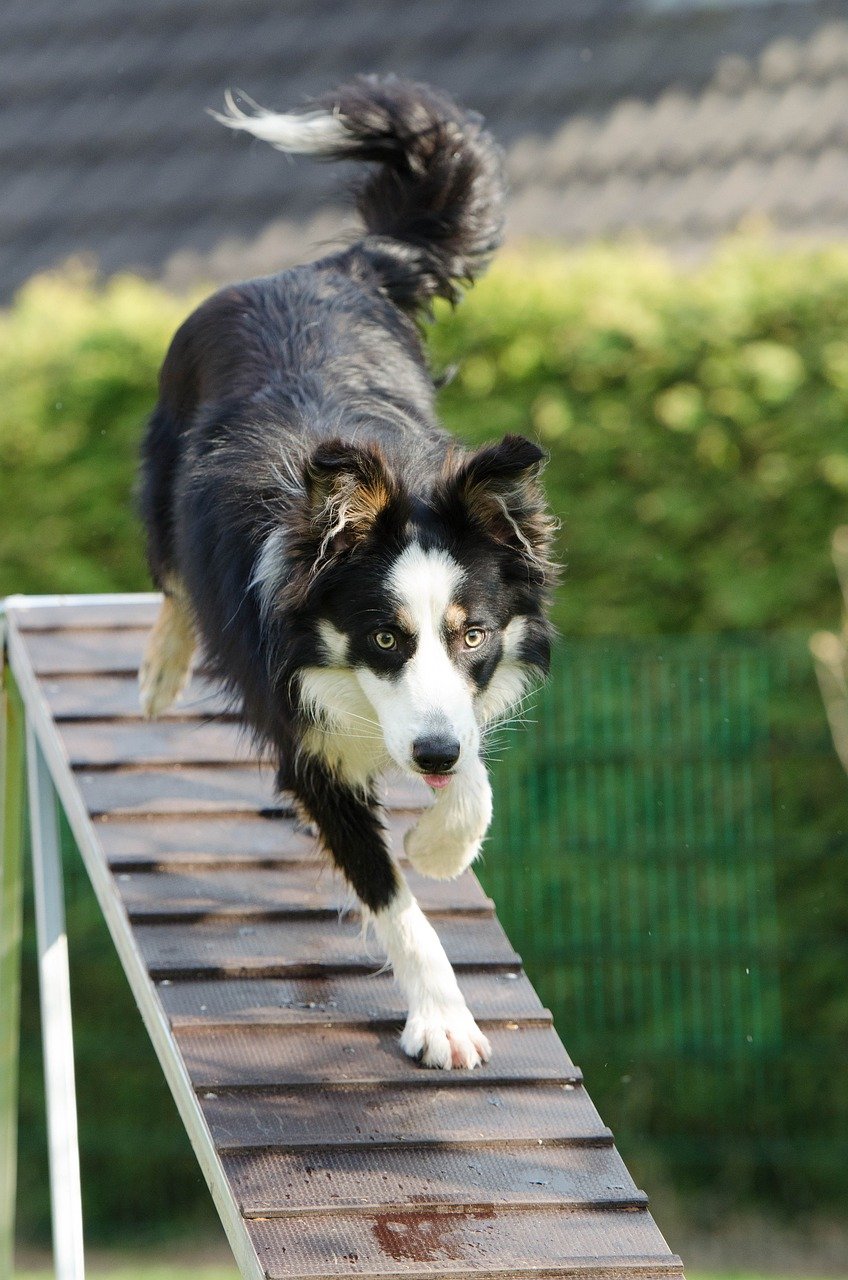 Take Agility or Obedience Classes (image credits: pixabay)