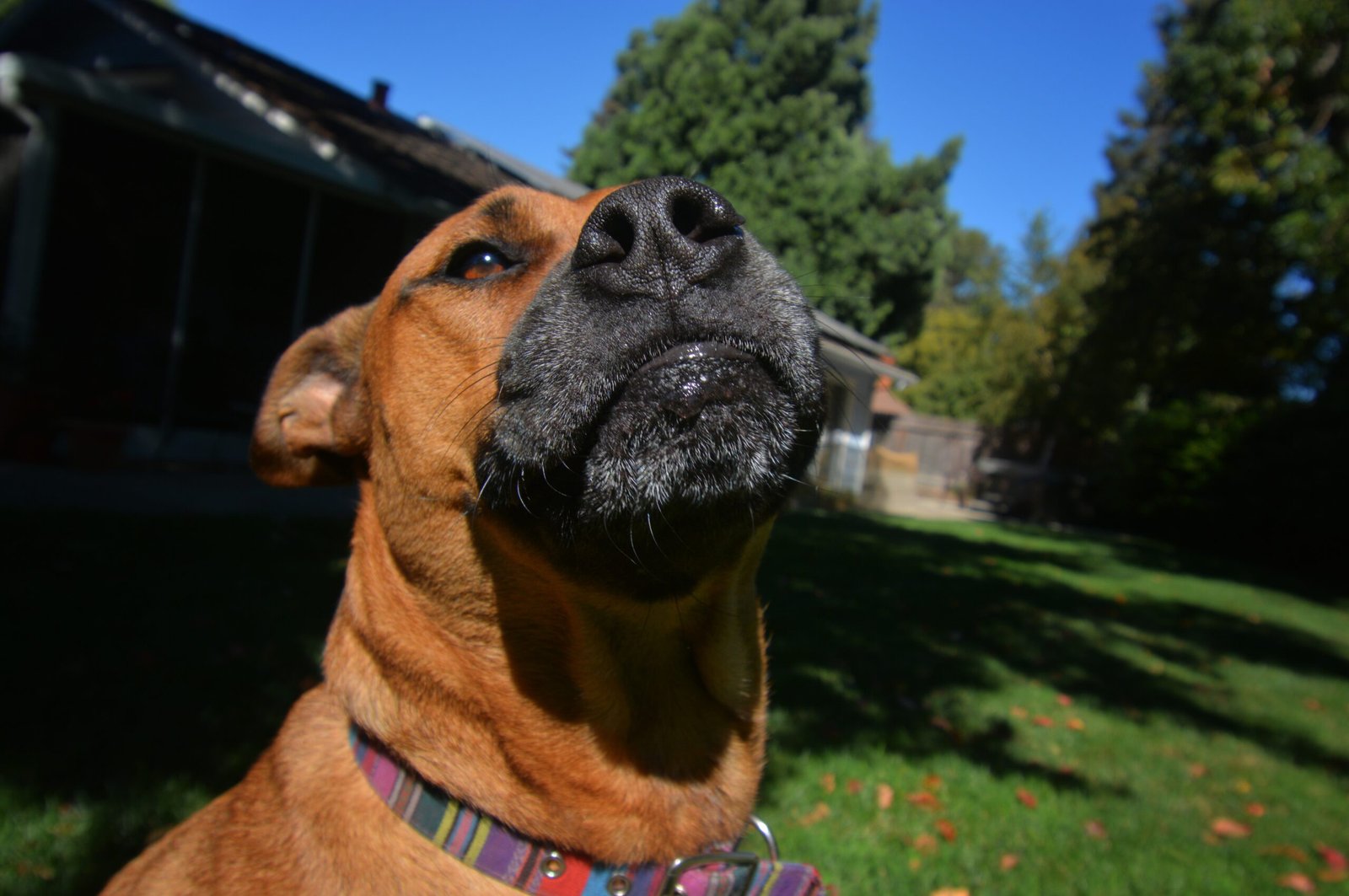 Choosing Durable, Pet-Safe Materials (image credits: wikimedia)