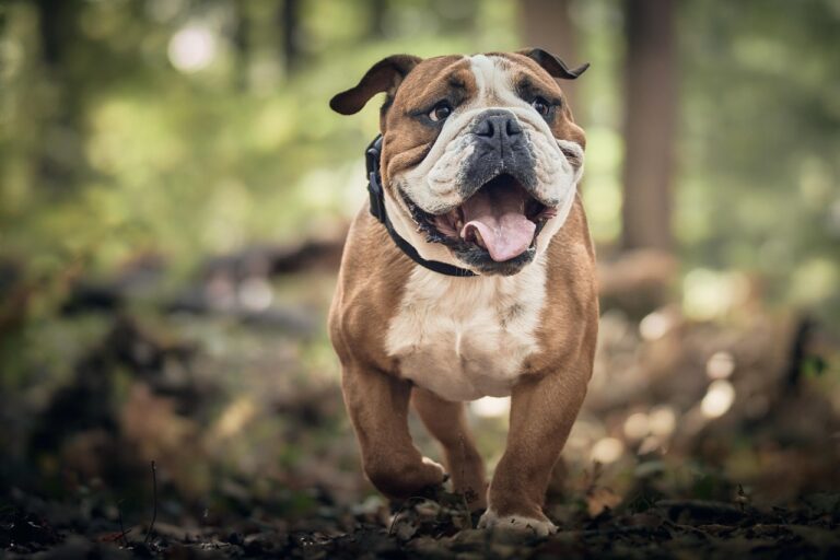 12 Quirks Only Senior Dogs Show—And Why They Matter