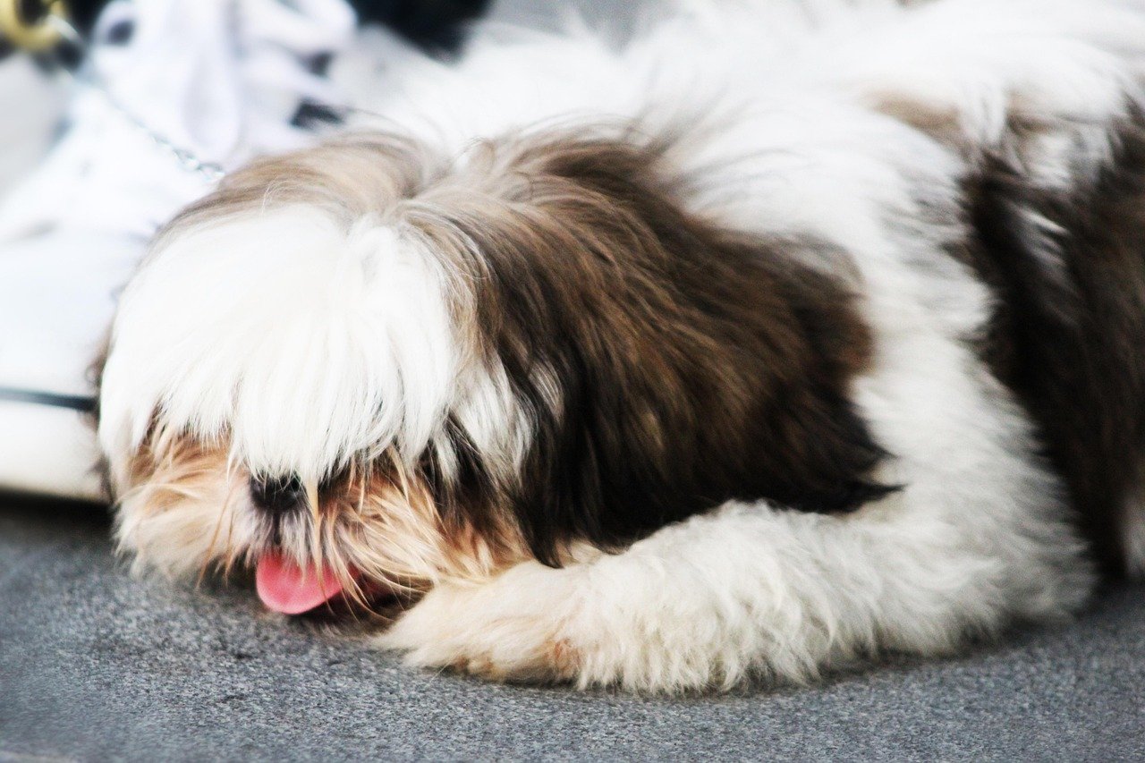 The Role of Routine in Calming Your Shih Tzu (image credits: pixabay)