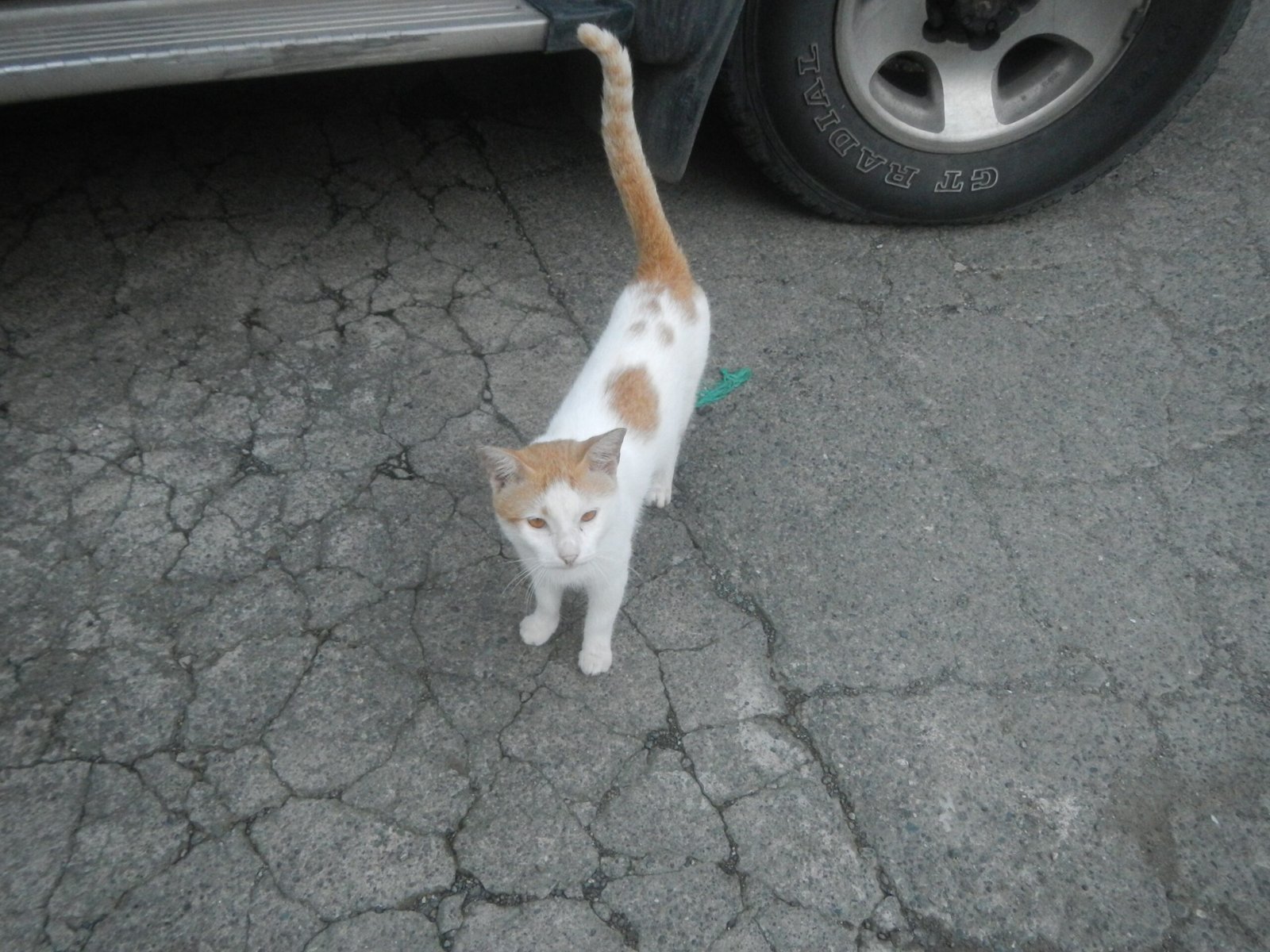 Following You and Shadowing Your Steps (image credits: wikimedia)