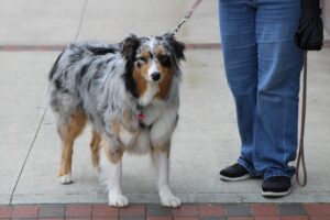 Your Dog Thinks You’re in a Pack. Guess Who’s Not the Alpha?