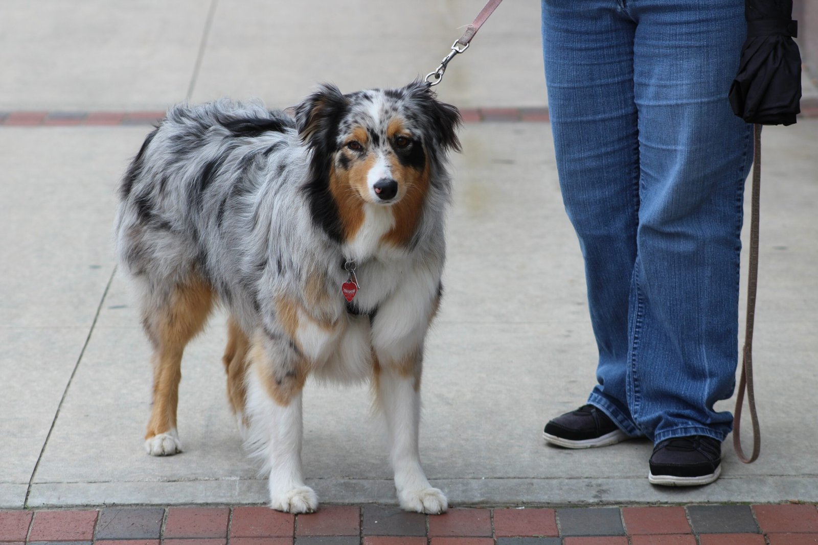 Your Dog Thinks You’re in a Pack. Guess Who’s Not the Alpha?