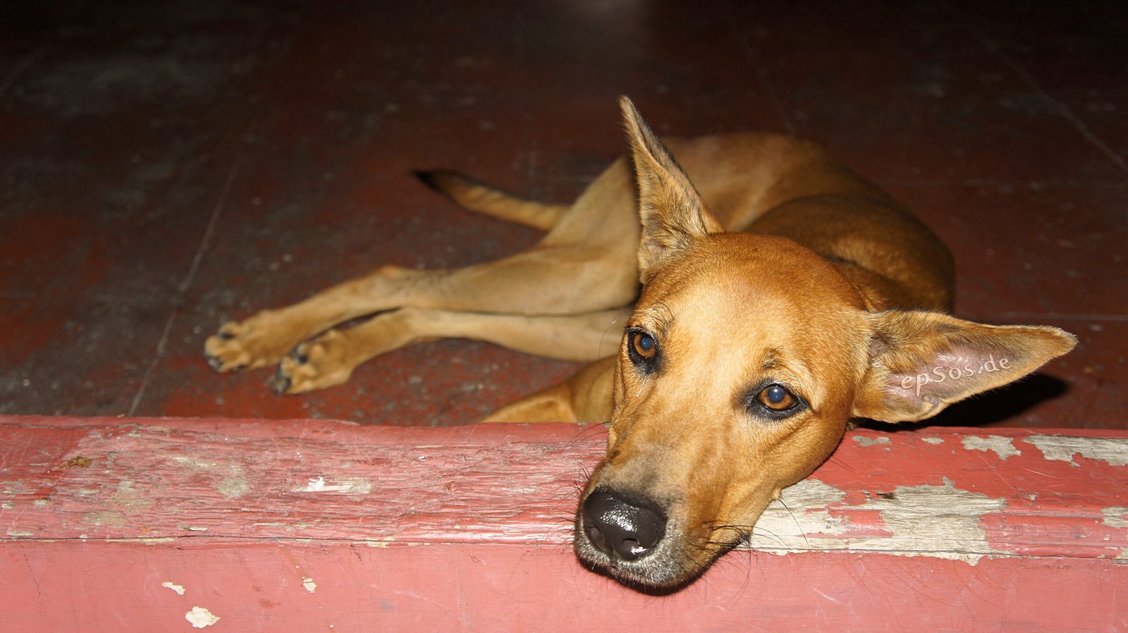 How Dogs Sense Human Emotions (image credits: wikimedia)