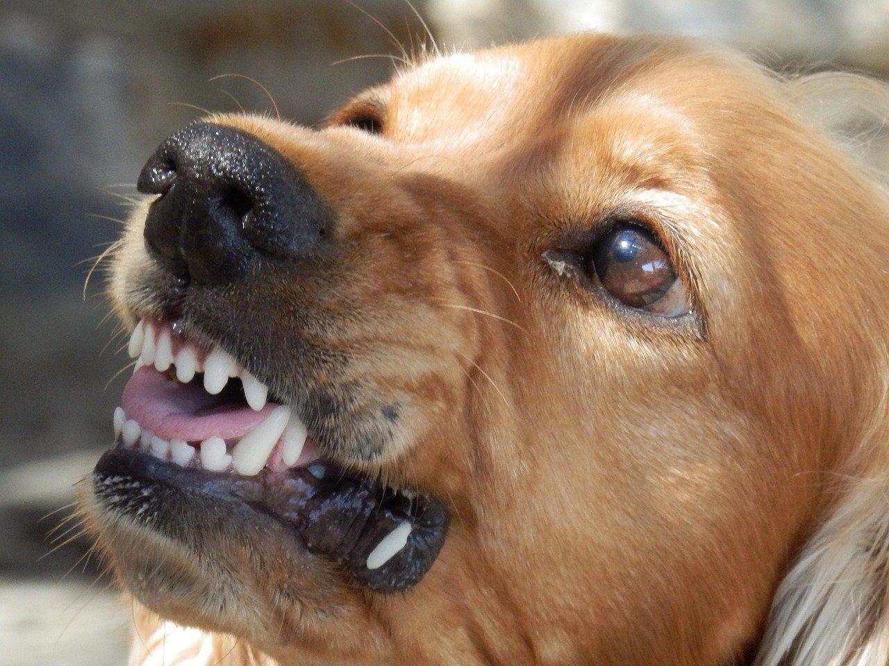 Anger and Irritability: The Ripple Effect (image credits: pixabay)