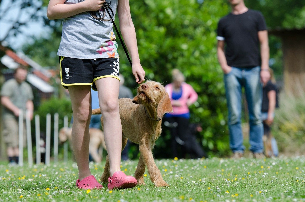 Lack of Training and Boundaries (image credits: pixabay)