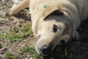 Can Your Mental-Health Issues Negatively Impact Your Dog’s Behavior