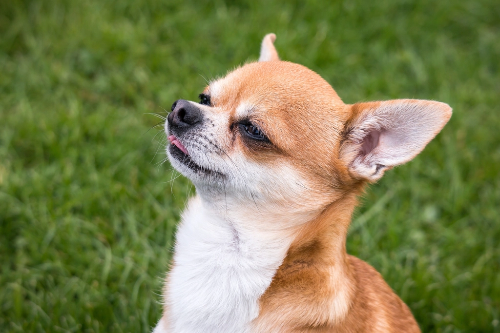 The “Little Boss” Attitude: Commanding Respect (image credits: rawpixel)