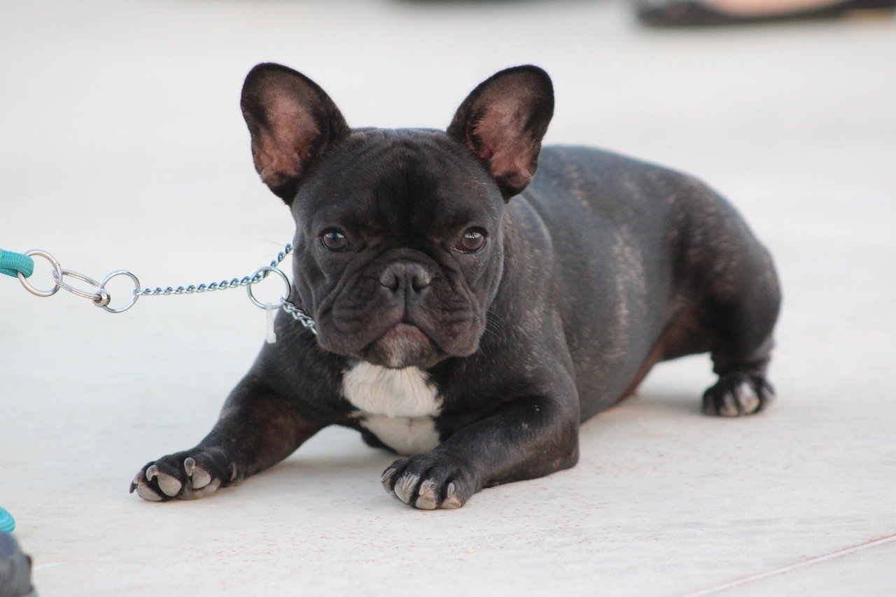 10 Facts That Make the Frenchie, the Most Popular Dog in the US