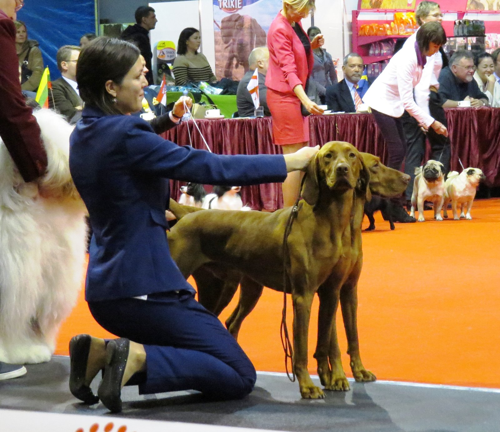 Vizsla (image credits: wikimedia)