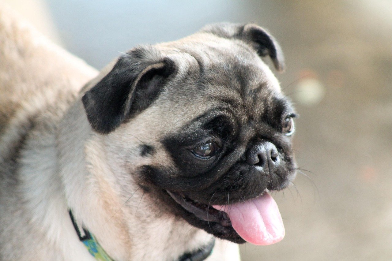 Pug (image credits: pixabay)