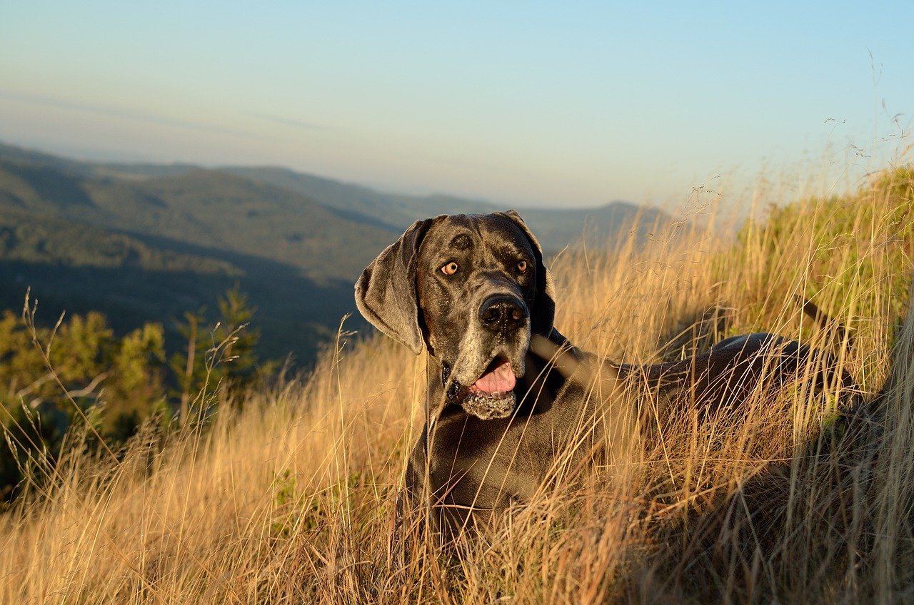 Great Dane (image credits: pixabay)