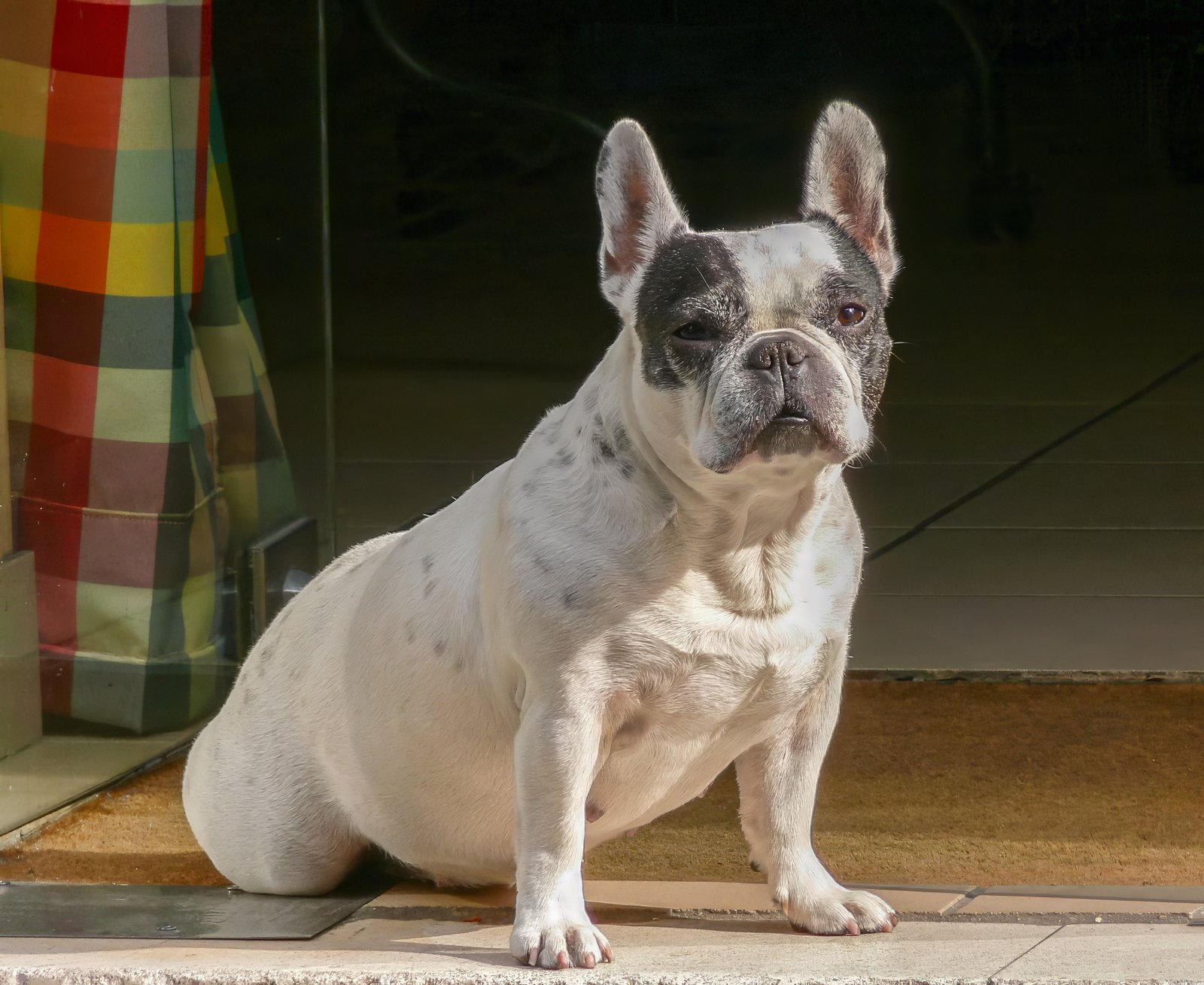 French Bulldog (image credits: wikimedia)