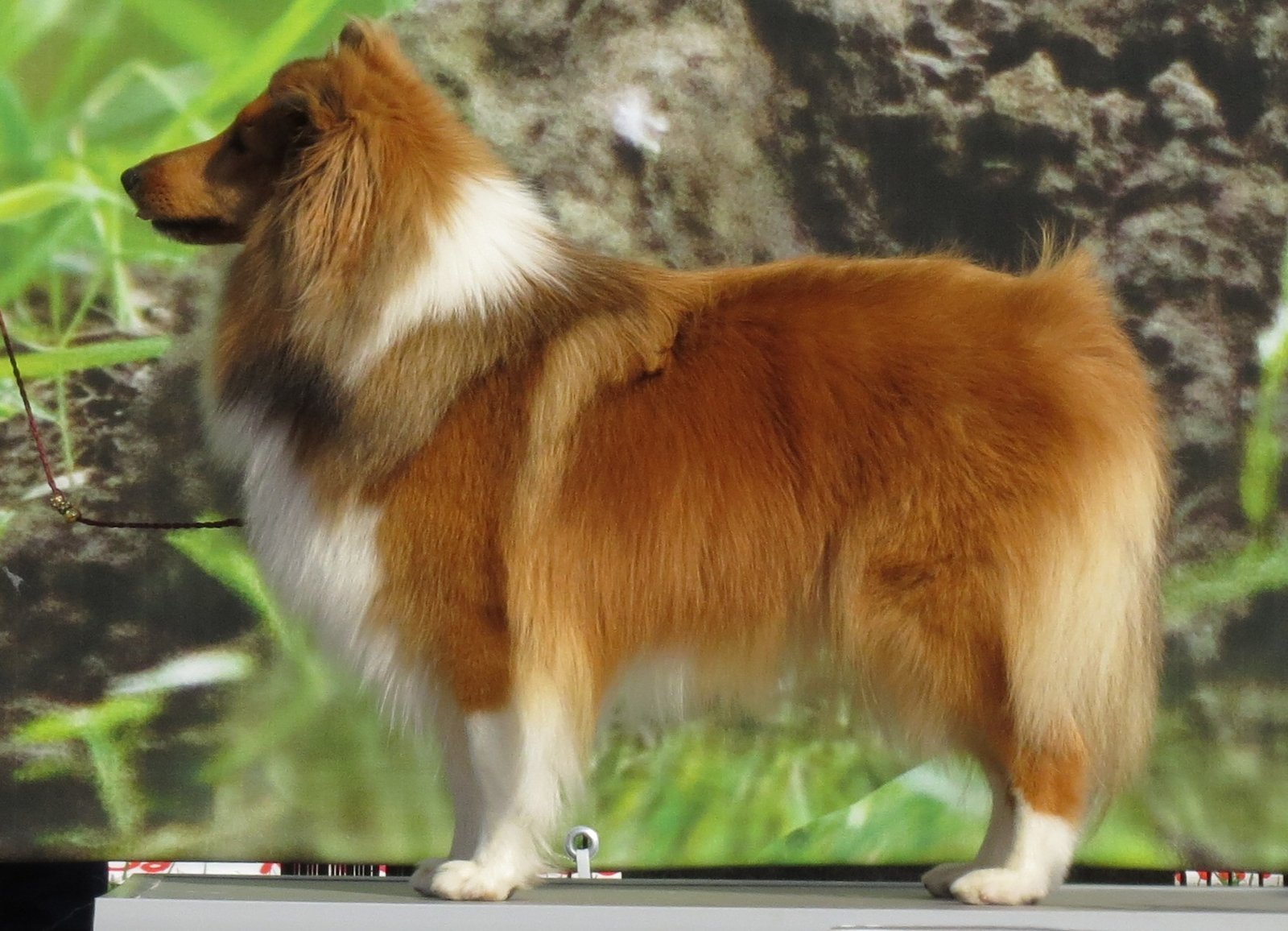 Sheltie (Shetland Sheepdog) (image credits: wikimedia)