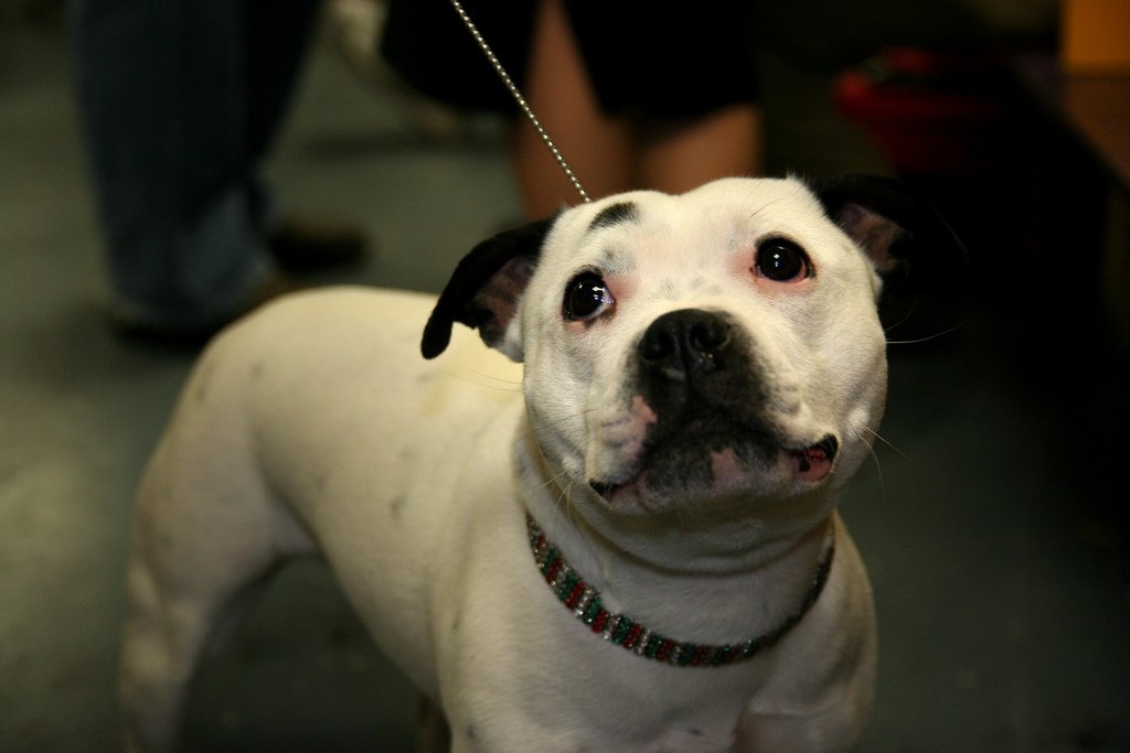 Staffordshire Bull Terrier (image credits: wikimedia)