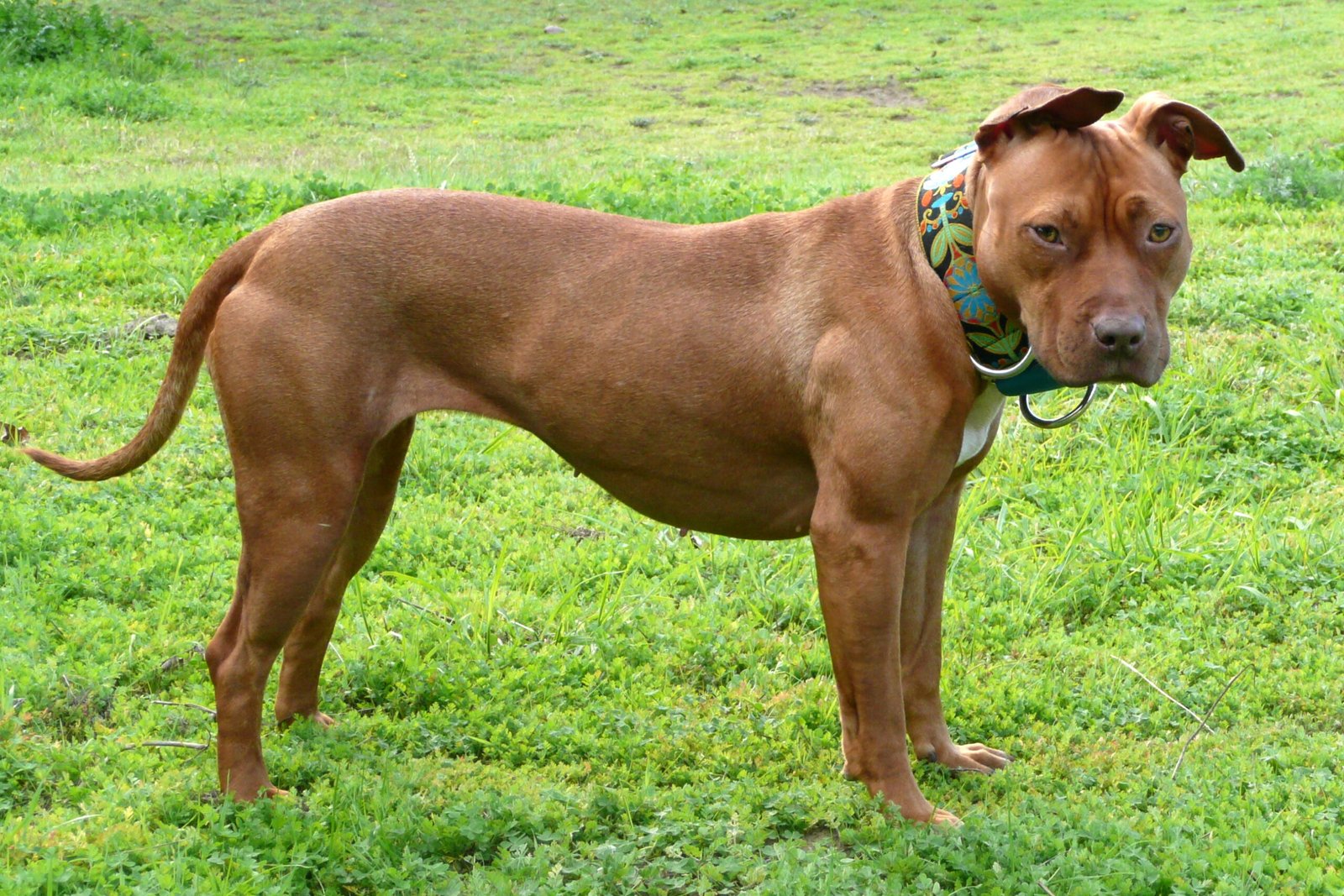 American Pit Bull Terrier (image credits: wikimedia)