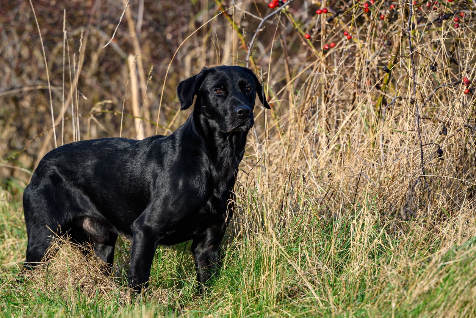Labrador Retriever: The Ultimate Family Companion (image credits: wikimedia)